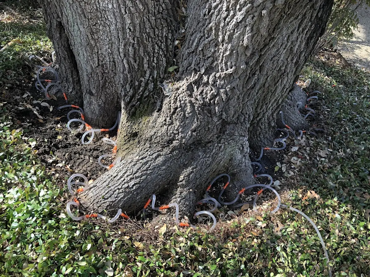 Detailed Tree Cabling and Bracing job site in Chippewa Falls